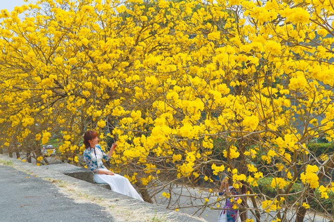 嘉義縣大林鎮陳井寮堤防旁的2000棵黃花風鈴木盛開，最大特色是樹沿著堤防生長，遊客可與黃花並肩拍照。（張亦惠攝）