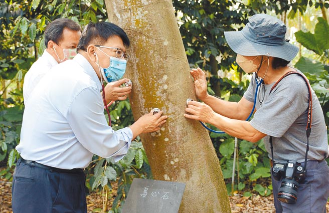 透过听筒感觉树木脉动，屏县府藉由听树的声音，朝植物友善城市目标迈进。（林和生摄）