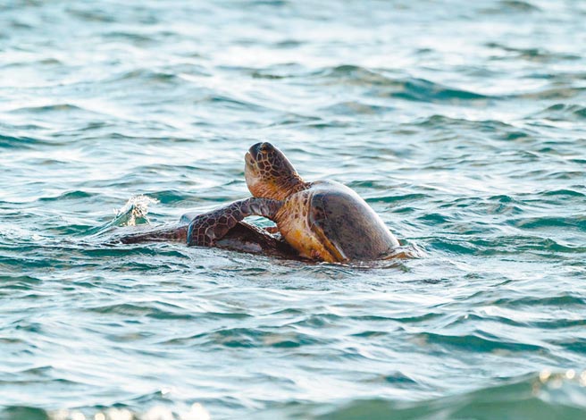 一对绿蠵龟情侣在海面上交配，兰屿乡公所秘书陈建逢幸运拍下珍贵生态画面。（陈建逢提供／庄哲权台东传真）