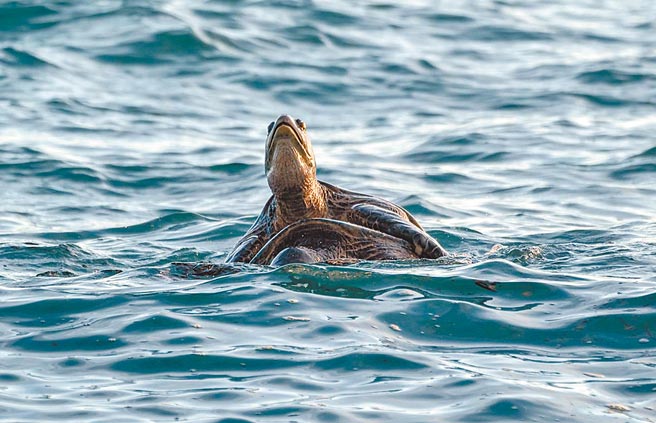 一对绿蠵龟情侣在海面上交配，兰屿乡公所秘书陈建逢幸运拍下珍贵生态画面。（陈建逢提供／庄哲权台东传真）