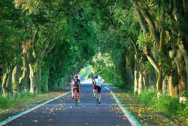 雲林縣古坑鄉綠色隧道是舊台三線的一處綿長芒果道，20年來逐漸成為熱門觀光景點。（雲林縣政府文化觀光處提供）