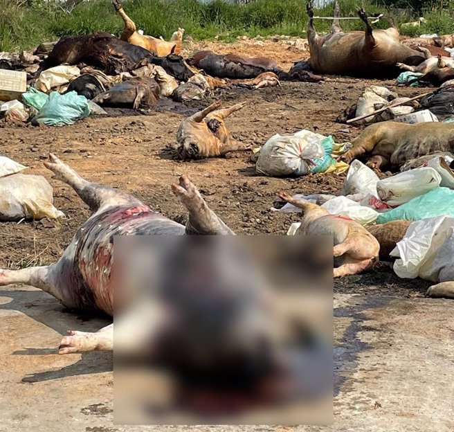 金門地區死亡動物屍體數量增多，縣防疫所冷凍冰庫容納不下，部分只能露天暫置。（民眾提供）
