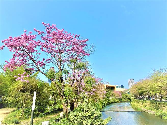 台中市潮洋溪两旁正爆开洋红风铃木，粉红魔力绽放，民眾别错过这一波花期。（卢金足摄）
