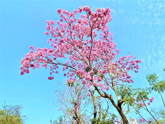 3月天黄花风铃木盛开，台中市西屯区潮洋溪沿线的风铃木却是浪漫粉红色，吸引很多人来赏花。（卢金足摄）
