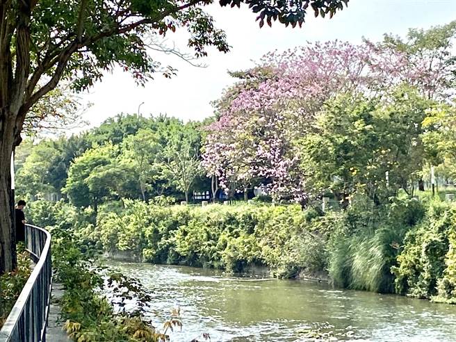 台中市潮洋溪沿线盛开的洋红风铃木，不用出国也能享受赏花景点。（卢金足摄）