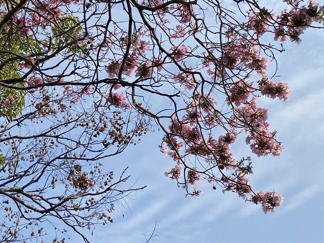 潮洋溪的洋红风铃木叶子掉落后，仅艷丽的花朵独展姿态，为市容增添喜气色彩。（卢金足摄）
