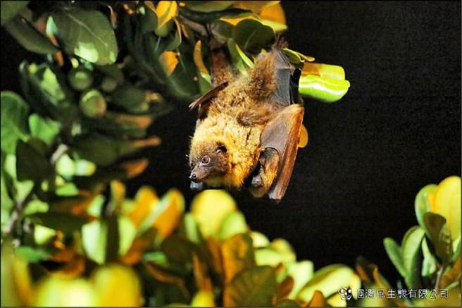 台灣狐蝠被農委會公告為第1級「瀕臨絕種」保育類動物，全台族群數推估不到200隻，其中以棲息在花蓮縣最多約有50隻。（花蓮縣府提供／王志偉花蓮傳真）