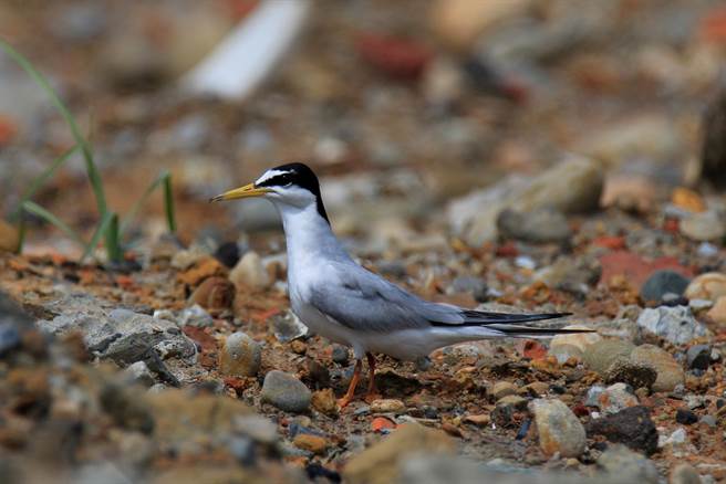 二级保育鸟类小燕鸥约每年4月中旬会在大园、观音一带海滩出没。（桃园市野鸟协会提供／陈梦茹桃园传真）