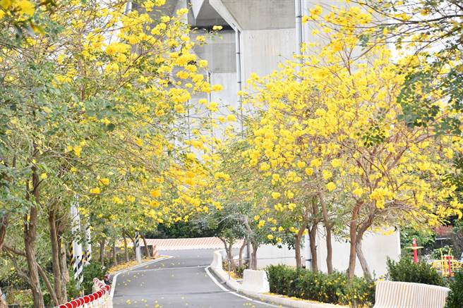 彰化高铁社头朝兴段高架桥下有处黄花风铃木秘境，近日当地观光产业协会举办乐活市集，有在地产业、小农产品和音乐会。一连两天、热闹滚滚。（谢琼云摄）