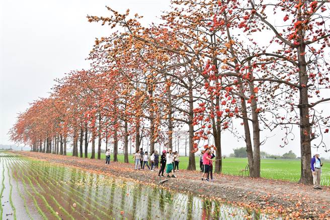 竹塘乡木棉花道是南彰化十大打卡秘境之一，竹塘乡公所连续两年举办木棉花季活动。（谢琼云摄）