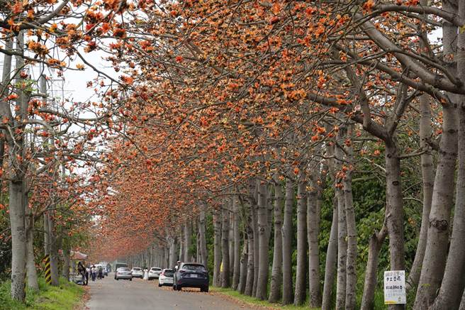 东螺溪畔木棉花道秘境也如火如荼盛开，溪畔两旁的埤头和二林乡公所，明天都将有热闹滚滚的踩街、写生活动。（谢琼云摄）