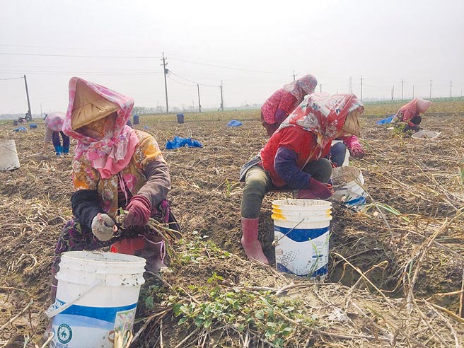 云林县蒜头产量占全台8成，最近已展开採收，但蒜商收购意愿不高，云林县府日前呼吁蒜农惜售，不过，蒜农仍颇担心。（周丽兰摄）