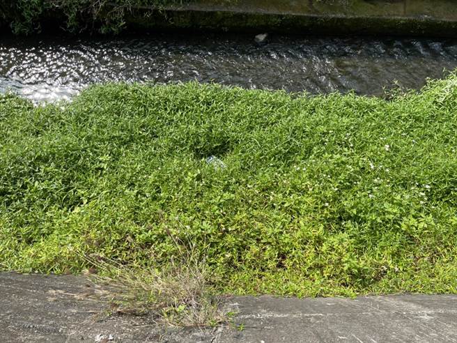 袁姓現役軍人酒駕撞死老婦，將肇事賓士車車牌拆下丟棄排水溝內。（讀者提供／謝明俊苗栗傳真）