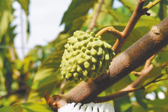 财政部统计，因凤梨、释迦和莲雾受到大陆暂停输入影响，出口大为降低。（资料照／蔡旻妤摄）