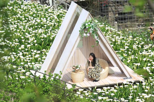 阳明山竹子湖海芋季开跑，第一个周末太阳露脸，民眾一大早就上山赏花，并在三角小木屋内拍照留念。（张铠乙摄）