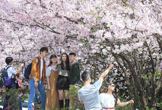 阳明山花季进入海芋与樱花交织的季节，位于游客服务中心前人行道的吉野樱已爆满盛放，整片粉嫩的樱花树无比浪漫，吸引眾多旅客举起手机、相机，记录下眼前动人景致。（张铠乙摄）