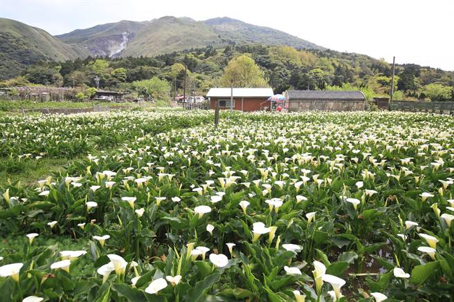 阳明山竹子湖海芋季开跑，第一个周末太阳露脸，海芋园区内整片纯白色系花海好浪漫。（张铠乙摄）