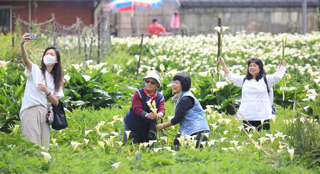 阳明山竹子湖海芋季开跑，第一个周末太阳露脸，民眾一大早就上山到园区内採海芋。（张铠乙摄）