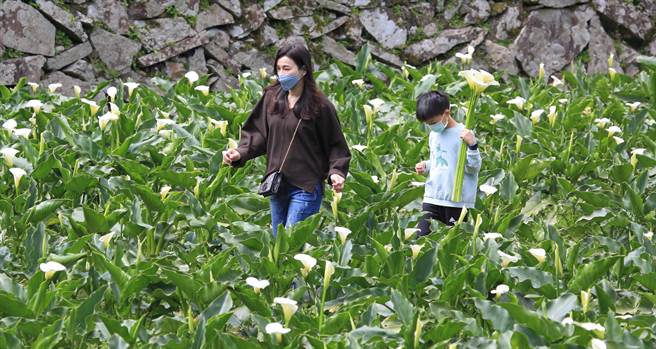 阳明山竹子湖海芋季开跑，第一个周末太阳露脸，民眾一大早就上山到园区内採海芋。（张铠乙摄）
