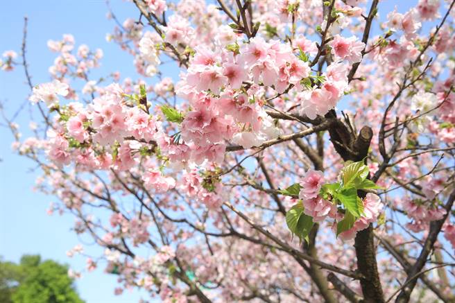 阳明山花季进入海芋与樱花交织的季节，目前中山楼外人行道的吉野樱已爆满盛放，整片粉嫩的樱花树无比浪漫，吸引许多游客前来。（张铠乙摄）