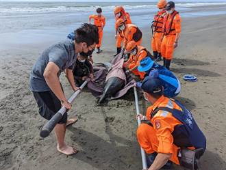 「印太瓶鼻海豚」擱淺七股沙洲 海巡、蚵農聯手搶救