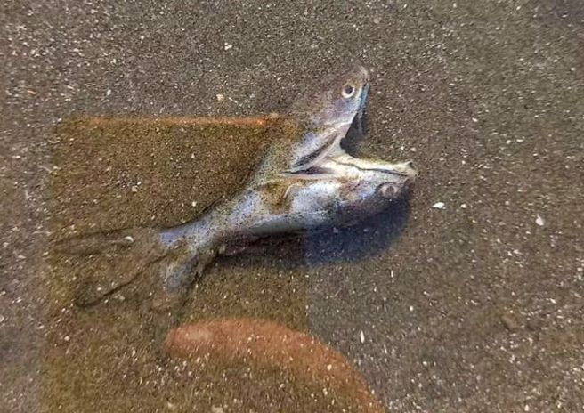 一名海滩清洁工，意外看见双头爱心鱼被冲上岸。(图/翻摄自推特@nevadaknight67)