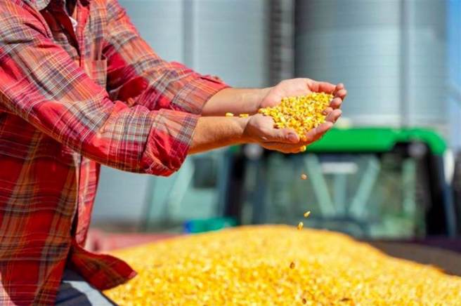 根據聯合國貿易統計數據庫，俄烏多種農作物出口量位居全球前五。（示意圖／Shutterstock）