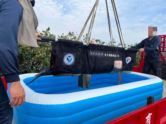 海巡人员抵达现场后，与热心蚵农联手将牠送往台南市四草鲸豚抢救站救治。（海巡署南部分署第11岸巡队提供／张毓翎台南传真）