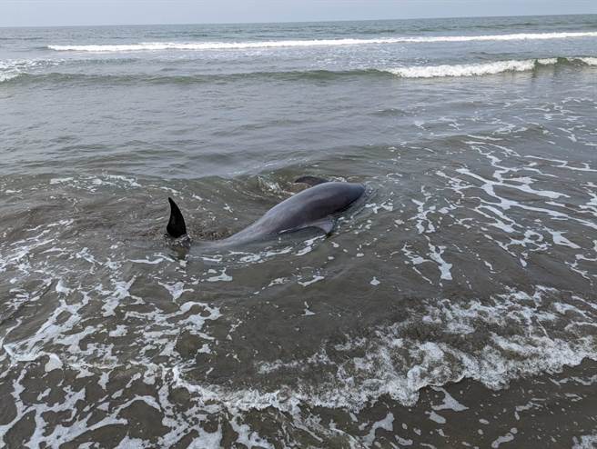 经成功大学海洋生物暨鲸豚研究中心评估后，预计20日下午2点从安平渔港出发野放，重返大海。（海巡署南部分署第11岸巡队提供／张毓翎台南传真）