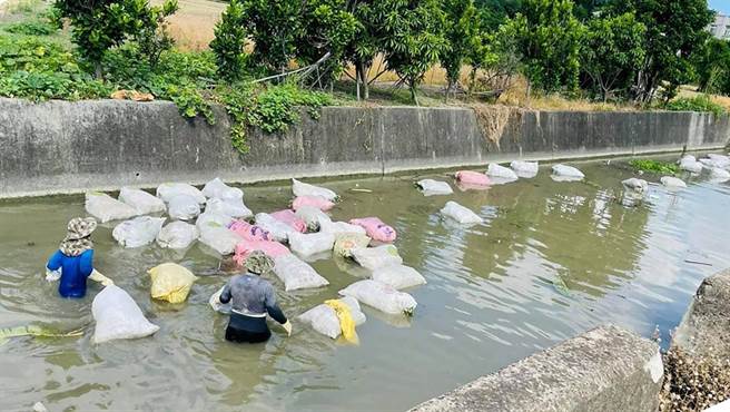 月眉大排清淤，打包布袋莲採漂流做法，被彰化县环保局裁罚3万元。（赖清美提供／吴敏菁彰化传真）