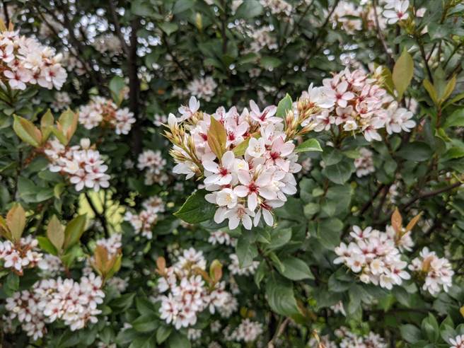 為響應國際森林日，林務局羅東林區管理處分別在縣內礁溪鄉、羅東鎮、五結鄉、冬山鄉、大同鄉、南澳鄉，舉辦贈苗活動共3000株。（羅東林管處提供／吳佩蓉宜蘭傳真）