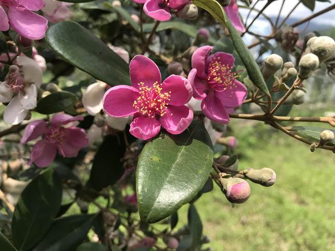 為響應國際森林日，林務局羅東林區管理處分別在縣內礁溪鄉、羅東鎮、五結鄉、冬山鄉、大同鄉、南澳鄉，舉辦贈苗活動共3000株。（羅東林管處提供／吳佩蓉宜蘭傳真）