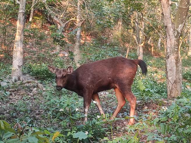 八卦山脈長青步道等附近水鹿頻繁出沒，不少遊客喜相逢。（ 劉昌元提供／吳敏菁彰化傳真）