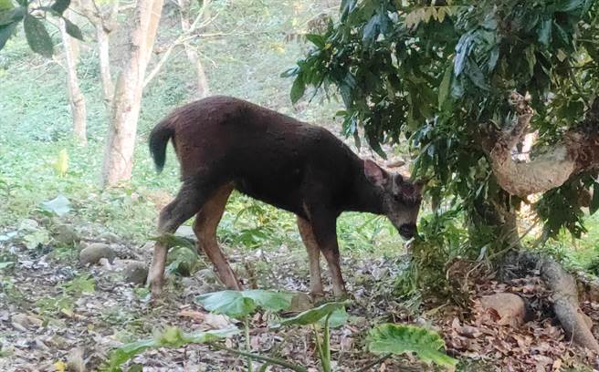 八卦山脈長青步道等附近水鹿頻繁出沒，不少遊客喜相逢。（ 劉昌元提供／吳敏菁彰化傳真）