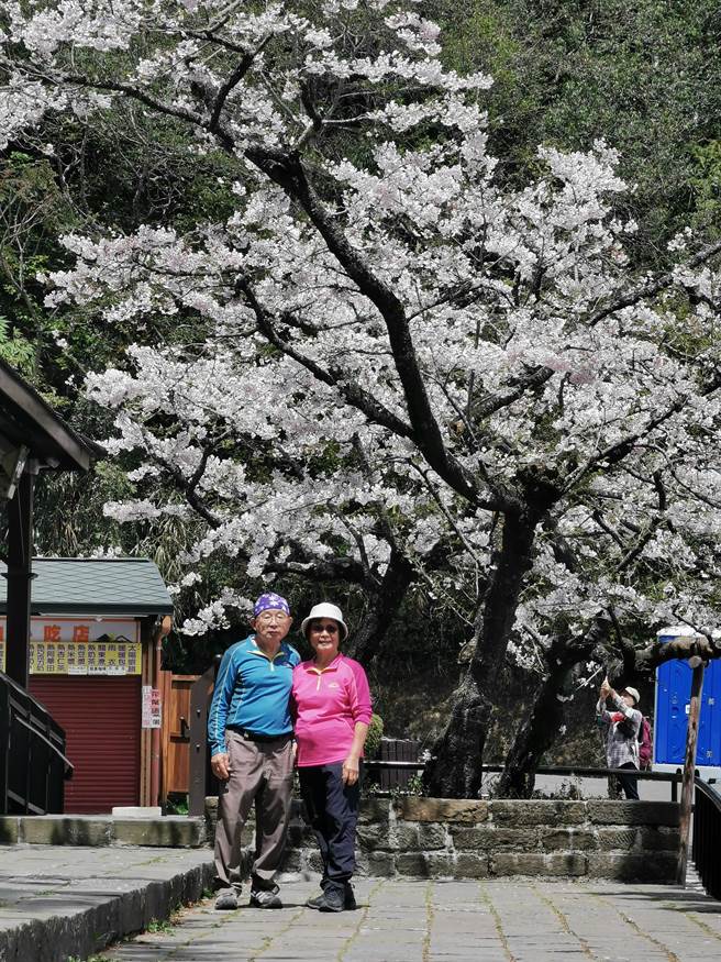 遊客到阿里山森林遊樂區賞花，與盛開的櫻花拍美照。（廖素慧攝）