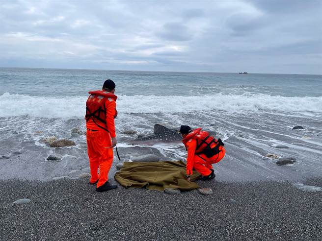 一只3米长的豆腐鲨昨下午被民眾发现搁浅在花莲立雾溪口岸际，经海巡署东区分署岸巡队给予水分保湿后放海中仍再次搁浅，不幸死亡。（第一二岸巡队提供／罗亦晽花莲传真）