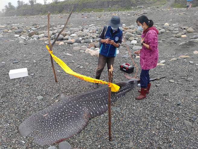 花莲立雾溪口岸际昨发现有豆腐鲨搁浅死亡，海巡署东区分署岸巡队今早与海洋保育署人员进行採样并将样本寄给学术单位研究。（第一二岸巡队提供／罗亦晽花莲传真）