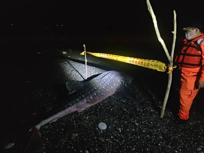 一只3米长的豆腐鲨昨下午被民眾发现搁浅在花莲立雾溪口岸际，经海巡署东区分署岸巡队给予水分保湿后放海中仍再次搁浅，不幸死亡，岸巡队员担心其尸体遭大浪卷走，将他拉到浪打不到的地方，并用绳索将其固定。（第一二岸巡队提供／罗亦晽花莲传真）