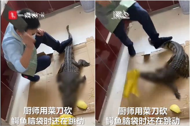 有名陆男子上网买鱷鱼料理，朝脖子一刀砍下，鱷鱼竟然动了，吓得他赶紧跳开。（翻摄自沸点视频）