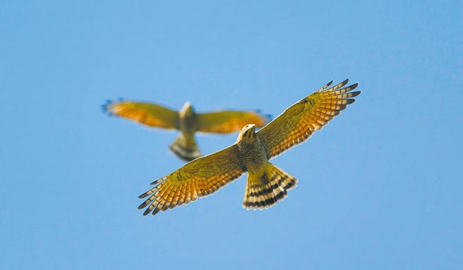 灰面鵟鹰年年过境八卦山，数量多达2、3万只，「鹰扬八卦」已成了彰化生态观光的品牌。（彰化县野鸟学会提供／吴敏菁彰化传真）