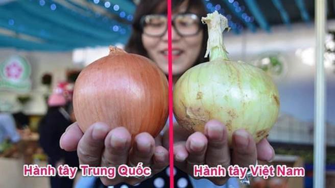 图左中国大陆洋葱，图右越南本地洋葱。（网友提供）