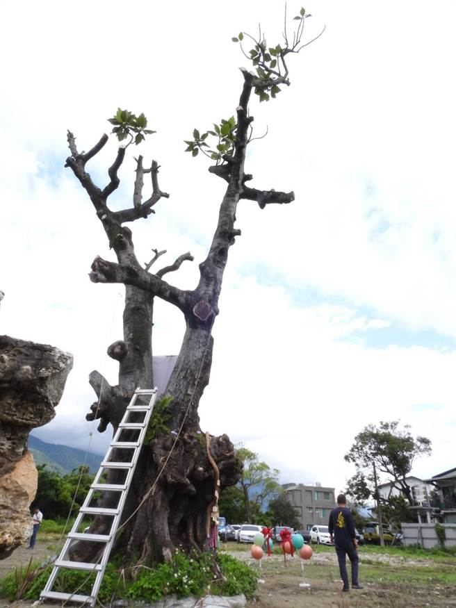 花莲市中央路旁有棵被花莲县政府列管的百年老麵包树，不过因其生长处将进行私人开发，建商不舍老树生命就此结束，向县府提出移植申请并通过审核，成县内首起列管老树移稙案例。（罗亦晽摄）