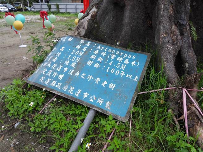 花莲市中央路旁有棵被花莲县政府列管的百年老麵包树，不过因其生长处将进行私人开发，建商不舍老树生命就此结束，向县府提出移植申请并通过审核，成县内首起列管老树移稙案例。（罗亦晽摄）