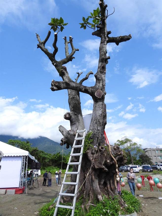 花莲市中央路旁有棵被花莲县政府列管的百年老麵包树，不过因其生长处将进行私人开发，建商不舍老树生命就此结束，向县府提出移植申请并通过审核，成县内首起列管老树移稙案例。（罗亦晽摄）