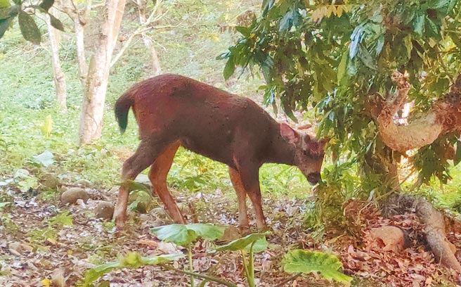 彰化县八卦山脉长青步道等附近水鹿频繁出没，不少游客喜相逢。（刘昌元提供／吴敏菁彰化传真）