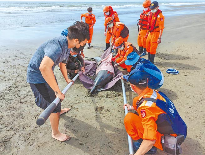 保育类「印太瓶鼻海豚」被发现搁浅在七股沙洲，海巡人员、蚵农联手搬运抢救。（海巡署第11岸巡队提供／张毓翎台南传真）