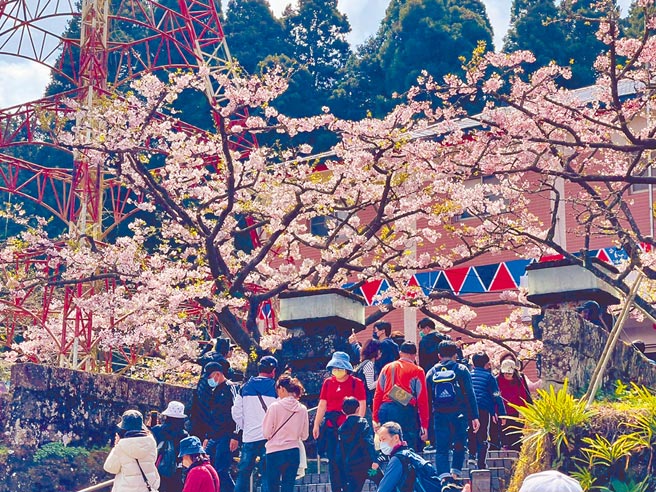 阿里山花季自10日開始後，遊客絡繹不絕。海拔愈高的櫻花花況愈好，在祝山車站附近的櫻花仍盛開，民眾想賞花要快！（廖素慧攝）