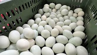飼料成本上漲 台南鴨蛋產地收購價創新高