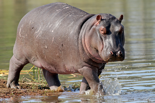 印度动物园一只河马想「逃家」，保全发现后立刻「赏巴掌」制止。(示意图/达志影像)