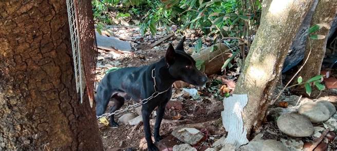 在地民眾抱怨，航空城搬遷戶區域毛小孩安置出現問題，有些狗狗被關在家裡、有些綁在路邊大樹旁等。（民眾提供／陳夢茹桃園傳真）